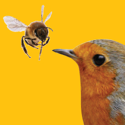 The Birds and the Bees